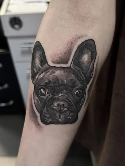 Französische Bulldogge als Portrait am Unterarm, Black & Grey